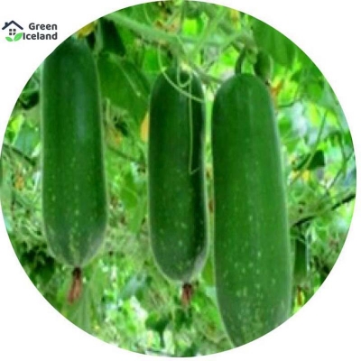 Picture of Chommer seeds (rice seeds) - 50 Piece Seeds (imported global seeds)