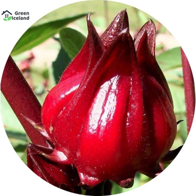 Picture of Rosel Chinese Herb tree seed-10 Peace Seeds (Global Seeds)