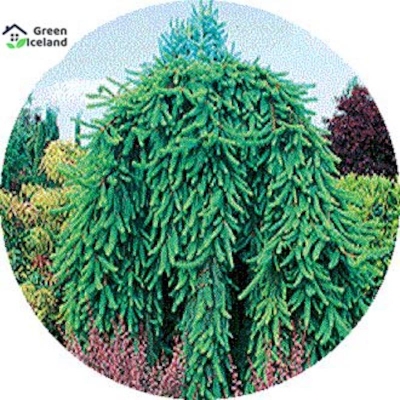 Picture of 5 pieces of natural weed tree seeds