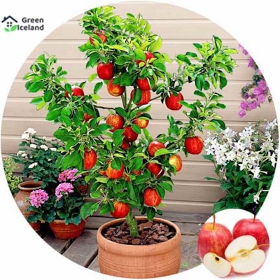Picture of Red apple bonsai seed -30 pice seeds