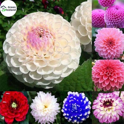 Picture of Beautiful Global Dahliya Flower Seed-10 Peace Seeds