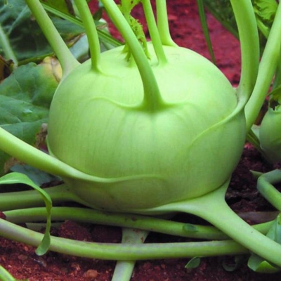 Picture of Olkopi Vegetable Seed-200 Piece Seeds
