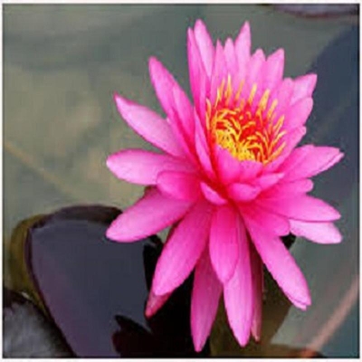 Picture of 5 Piece Bowl Lotus Plantus Hydroponic Plant Aquatic Plant Flower Padma Water Lily Floors Bonsai Home Garden-5pcs Seeds