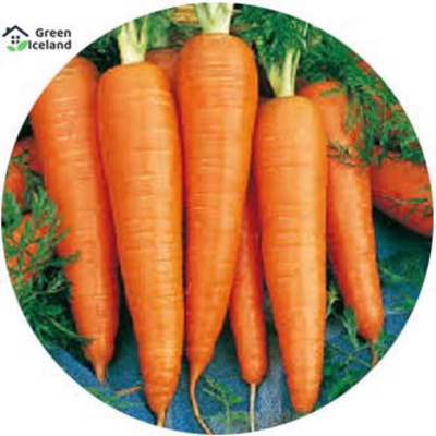 Picture of Natural carrot seeds (carrot seeds) - 50 pce seeds