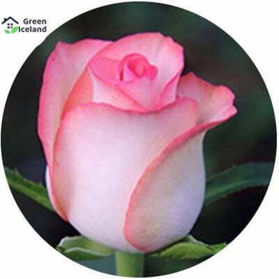 Picture of All season rose flower seeds (rose flower seeds)- 20 pce seeds