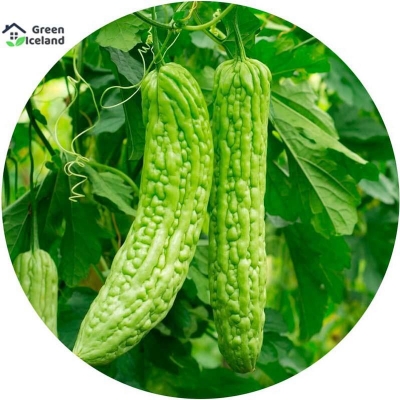 Picture of 10 Piece Natural Balsam/Beater Seed (Korla Seed)