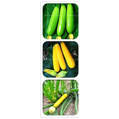 Picture of Rare Garden Gold Squash Seeds (Gold Squash Seed) - 5 PCS Seeds