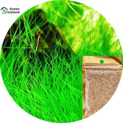 Picture of Aquarium green grass seed seed-20 pce seeds