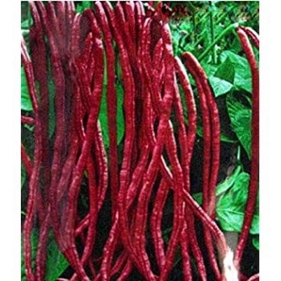 Picture of Hybrid red string tall barbet seed borboti 20 pc seeds