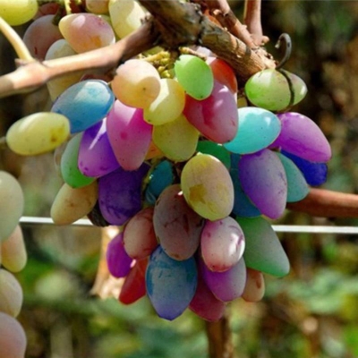 Picture of Eggs 50 Piece/Pack grapes of color gardens of color garden sweet kyoho grapes