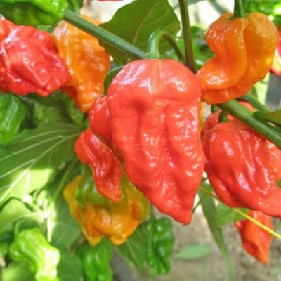 Picture of Naga Chili Seeds - 25pcs Packet (Bermassi Bombay Chilli Seed Intake Packet)