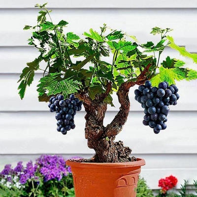 Picture of 25 pieces/pack grape seeds garden fruit sweet kioh bonsai grape seeds
