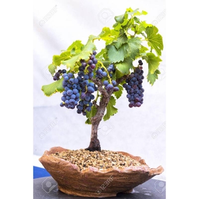 Picture of 25 pieces/pack grape seeds garden sweet kyoho grape seeds