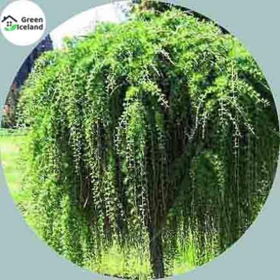 Picture of Seed-seed-seed-seeds of weeds of all season