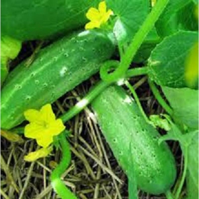 Picture of Cucumber sea 15 pise