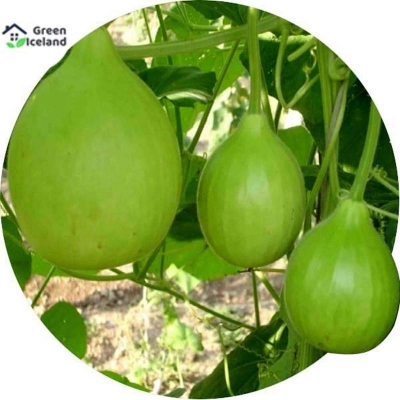 Picture of Hybrid F1 Round Lau/Lau Seed -10 Peace Seed