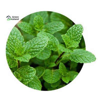 Picture of Mint/mint seeds of all season -100 pc seeds