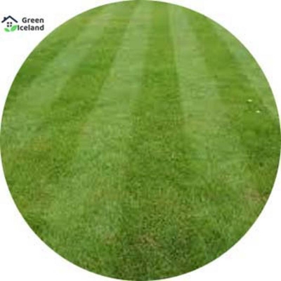 Picture of Rare Lawn Grass Seed-200 + Peace Seed