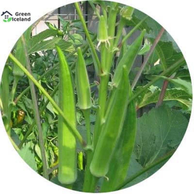 Picture of Ladies Finger/Oraka Seed -20 Piece Seed