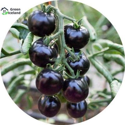 Picture of Chinese black tomato seed -30 pice seeds
