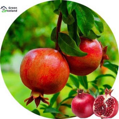 Picture of Global Vedana Fruit Bonsai Seed -20 Piece Seed