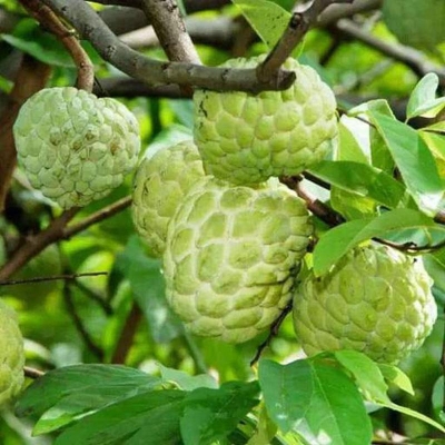 Picture of Sharifa tree seed-10 pice seeds