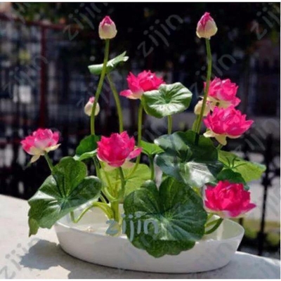 Picture of Padma Flower (Seed) (Red) 10 Piece for Summer