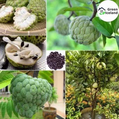 Picture of 10 Piece Natural Sugar Free Custard Apple Seeds (Ata Fruit Seeds)