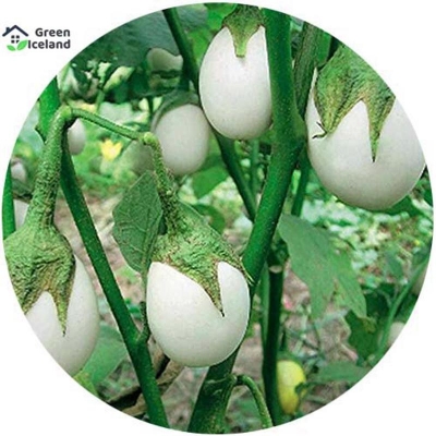 Picture of 10 pieces of white eggplant seeds of all seasons