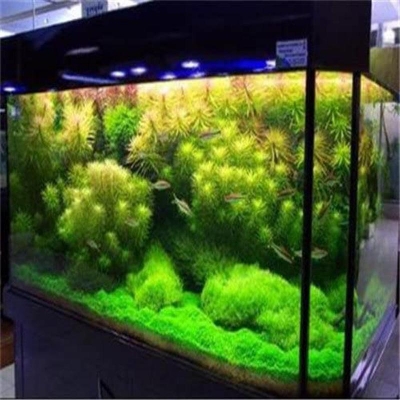 Picture of Aquarium green grass tree bonsai seed-50 pc seeds