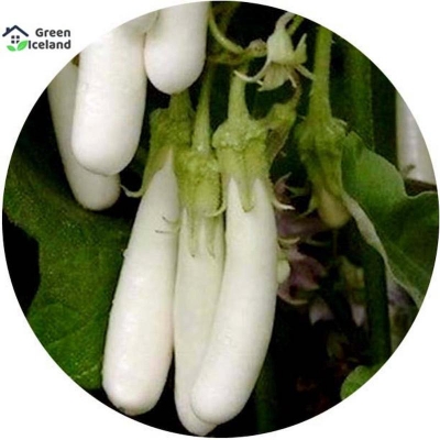 Picture of White eggplant seeds (white eggplant seed) - 20 pieces seeds