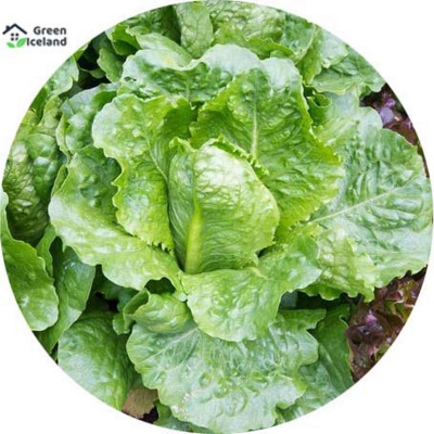 Picture of Global lettuce seeds (lettuce leaves seed) - 100 pieces seeds