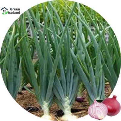 Picture of 100 pieces of red onion seed -100 pice seeds (global seeds)