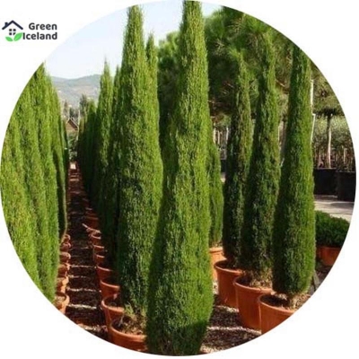 Picture of The seeds of green cypress plant-10 pc seeds