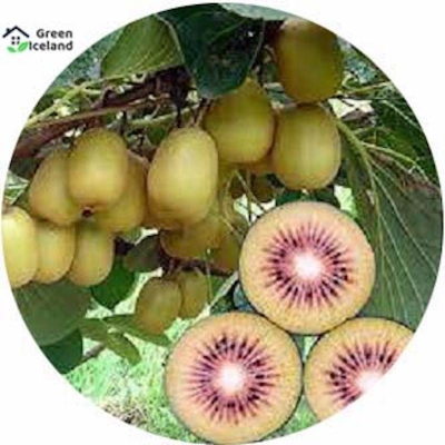 Picture of All season mini kiwi fruit bonsai seed-30 pc seeds