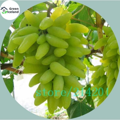 Picture of All season grapes of grapes (grapes of fingers) - 20 pistas seeds