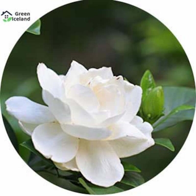 Picture of Dwarf 20 Piece Natural Gardenia Bulb Jasmine Flower Seeds (Jasmine Flower Seed) - 20 Piece Seeds