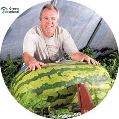 Picture of All season giant watermelons seed-15 pc seeds