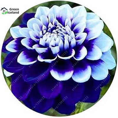 Picture of 5 Piece Dalia Flower Seeds of All Season-5 Piece Seeds