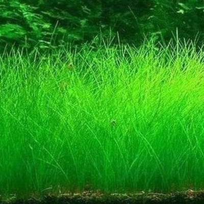 Picture of 30 Piece/Pack Moss Live Aquatic Tree Aquarium Water Grass Bonsai Flower Landscape Decoration Ornaments