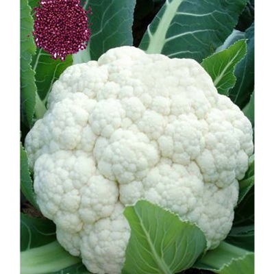 Picture of Cauliflower Seeds - 30+ PCS Intek Packet (cauliflower seed intake packet)