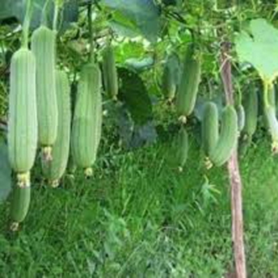 Picture of Dhundol Seeds - 15 PCS (Dhundal seed intake packet)