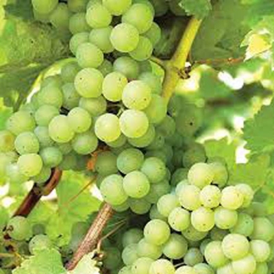 Picture of 10 Piece Chinese Grape Seeds for Gardening of Trees