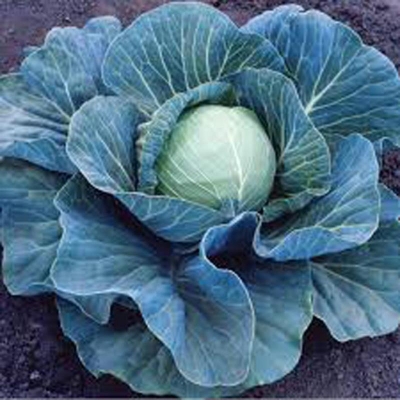 Picture of Cabbage Seeds - 30+ PCS (Cabbage Seed Intake Packet)