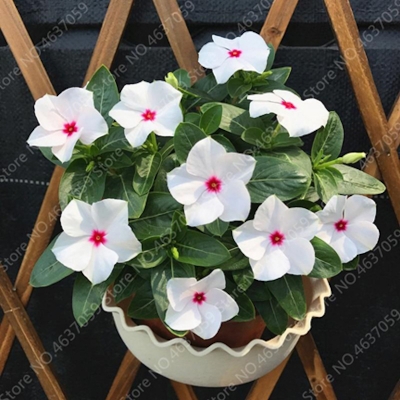 Picture of 30 Piece Foreign Mixed Color Peruincel Bonsai Flower Vincka Jardin Flower Pot Mini Trees For Flower Seeds