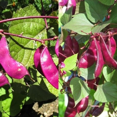 Picture of Hyasinth Shim seeds Hyasinth Shim Vine plants beautiful garden bonsai porch flower home plant flower plantas-10pcs seeds