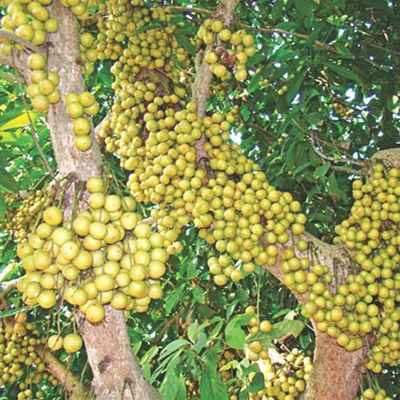 Picture of Latkan Tree Seeds - 5 PCS (Biz of pendant tree)