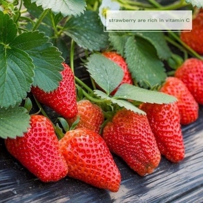Picture of 20 pieces of red strawberry strawberry fruit seed