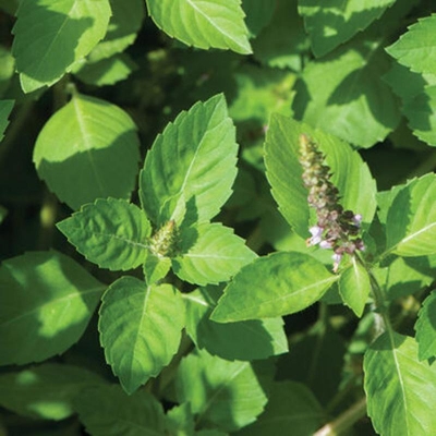 Picture of Tulsi/Basil Seed (Tulsi Seed) - 20 Piece