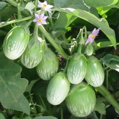 Picture of F1 Hybrid Green Ball Fast Increased Large Eggple Purple Eggple-100 Seeds